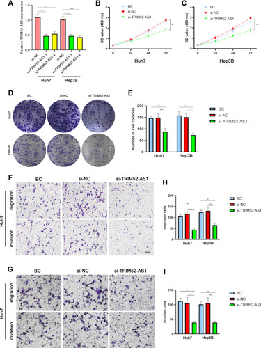 Figure 2 TRIM52-AS1 promotes cell proliferation of PC cells in vitro. (A) qRT-PCR analysis showing TRIM52-AS1 expression after transfection of si-RNA of TRIM52-AS1 (TRIM52-AS1-1/TRIM52-AS1-2) and negative control (NC) in Huh-7 and Hep3B cells. (B and C) CCK-8 assay analysis of the cell growth of TRIM52-AS1 knockdown, NC and BC group in Huh-7 and Hep3B cells. (D and E) Plate clone formation assays analysis of the cell growth of TRIM52-AS1 knockdown, NC and black control (BC) group in Huh-7 and Hep3B cells. (F–I) Transwell assays analysis the migration and invasion ability of TRIM52-AS1 knockdown, NC and BC group in Huh-7 and Hep3B cells (bar: 50 μm). The data are shown as means ± S.D. of three independent assays (*P < 0.05, **P < 0.01, ***P < 0.001).