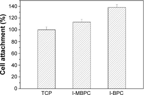 Figure 8 Attachment of MC3T3-E1 cells on l-MBPC, l-BPC scaffolds, and TCP at 4 hours.Abbreviations: l-MBPC, Li-containing mesoporous bioglass/mPEG-PLGA-b-PLL composite; l-BPC, Li-containing bioglass/mPEG-PLGA-b-PLL composite; TCP, tissue culture plate.