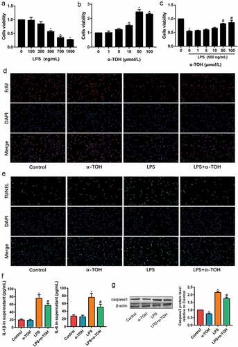 Figure 3. α-TOH alleviates LPS-induced MLE-12 cell injury. (a, b) Effect of LPS and α-TOH on proliferation ability of MLE-12 cells; (c) Effect of α-TOH on proliferation ability of MLE-12 cells on the basis of LPS; (d) Results of EdU cell proliferation assay in MLE-12 cells (200×); (e) Results of TUNEL assay in MLE-12 cells (200×); (f) ELISA results of IL-1β and IL-6 in the cell supernatant; (g) Western blot results of caspase 3. (‘*’ means p < 0.05 vs control group and ‘#’ means p < 0.05 vs LPS group)