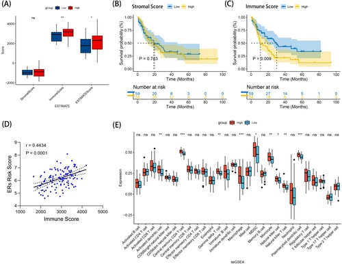 Figure 5. The analysis of tumor-immune microenvironment and immune cell infiltration in TCGA-LAML cohort. (A) Stromal score, immune score, and ESTMATE Score were calculated through ‘estimate’ R package in high- and low- ERs risk score groups using wilcox test. (B) The KM survival curves of high-stromal score and low-stromal score groups. (C) The KM survival curves of high-immune score and low-immune score groups. (D) The relationship between immune score and ERs risk score in TCGA-LAML cohort. (E) Single-sample gene set enrichment analysis (ssGSEA) compares 28 immune cells between the high- and low- ERs risk score groups using wilcox test in TCGA-LAML cohort. *p < 0.05, **p < 0.01, ***p < 0.001.