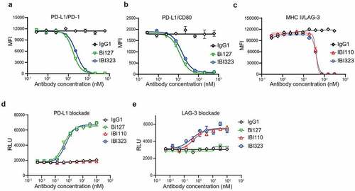 Figure 2. IBI323 activates T cells by blocking the interaction of PD-L1/PD-1 and LAG-3/MHC-II. (a) IBI323 completely blocks the interaction of PD-1 with PD-L1 expressed on CHO-S cells. Cell-based blocking assay was conducted for IBI323, Bi127, and IgG using PD-L1-expressing cell line and PD-1-Fc protein. After incubation and washing, PD-1-Fc was detected by anti-human Fc-PE secondary antibody. (b) IBI323 completely blocks the interaction of CD80 with PD-L1 expressed on CHO-S cells. (c) IBI323 completely blocks the interaction of LAG-3 with MHC-II expressing CHO-S cells. (d) IBI323 blocks PD-1/PD-L1 interaction and promotes T-cell activation in a PD-L1 blockade reporter assay. Jurkat T cells engineered to express human PD-1 with a luciferase reporter driven by an NFAT response element were co-cultured with CHO-K1 cells expressing PD-L1 and an artificial T cell receptor activator. Serially diluted IBI323, IBI110, Bi-127, or IgG1 control was added and luminescent signal was measured after 6 h. (e) IBI323 blocks LAG-3/MHC-II interaction and promotes T-cell activation in a blockade reporter assay. Jurkat T cells engineered to express LAG-3 with a luciferase reporter driven by an NFAT response element were co-cultured with APCs expressing MHC-II in the presence of HA-peptide. Serially diluted IBI323, IBI110, Bi-127, or IgG1 was added and luminescent signal was measured after 6 h. All the data are representative of at least three independent experiments