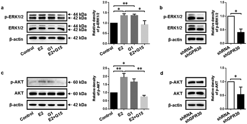 Figure 4. 17β-Estradiol binding to GPR30 activates MEK/ERK and PI3K/AKT signaling pathway. (a, c) Western blot was performed to detect the protein level of p-ERK1/2 and p-AKT of gMECs cultured with 17β-estradiol (0.1 μM), G1 (0.1 μM), and 17β-estradiol (0.1 μM) + G15 (1 μM) for 24 h, respectively. (b, d) The protein level of p-ERK1/2 and p-AKT of gMECs with GPR30 silencing were detected by Western blot, respectively. β-Actin serves as a loading control. *p < 0.05, **p < 0.01.