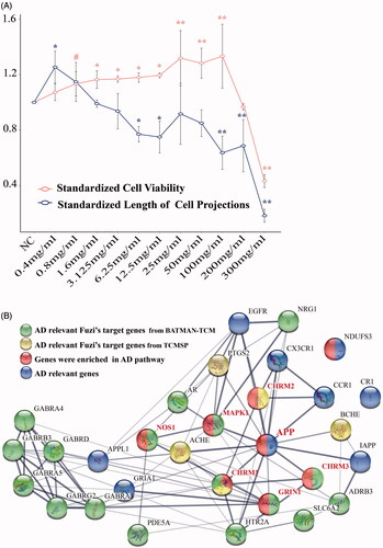 Figure 1. The gene interaction and the change pattern of cells. (A) The modification pattern for the cell viability and the length of cell’s projections, when APP cells were treated by Fuzi solution of different concentration. Statistically (p ≤ 0.05) and extremely (p ≤ 0.01) significant difference were symbolled as “*” and “**”, and p ≤ 0.1 was symbolled as “#”. (B) The gene interaction pattern for the AD relevant Fuzi target genes.