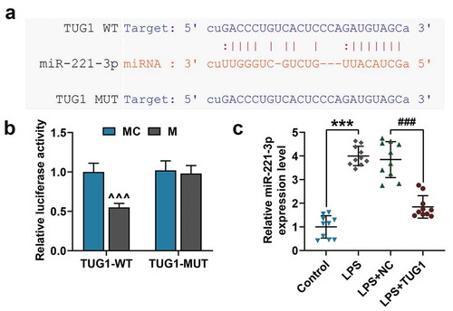 Figure 2. LncRNA TUG1 was a direct target of miR-221-3p, and could reduce miR-221-3p expression in ARDS mice model. (a) StarBase (www.starbase.sysu.edu.cn/) was used to predict the binding sites of miR-221-3p and lncRNA TUG1. (b) The RAW 264.7 macrophagocyte were co-transfected with wild-type or mutant of lncRNA TUG1 (TUG1-WT; TUG1-MUT) and miR-221-3p mimic, and luciferase activity was measured by dual-luciferase reporter assay. (c) The miR-221-3p expression in lung tissues (n = 10) from LPS-induced ARDS mice injected with lncRNA TUG1 overexpressed lentivirus was detected by qRT-PCR. U6 was used an internal control. All experiments have been performed in triplicate and experimental data were expressed as mean ± standard deviation (SD). (***P < 0.001, vs. Control; ###P < 0.001, vs. LPS+NC; ^^^P < 0.001, vs. MC) MC: mimic control, NC: negative control. ANOVA was applied followed by Student’s t-test