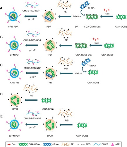 Figure 1 The construction of different kinds of nanoparticles. (A) CPN-PDR; (B) CPN-PD; (C) CPN-PR; (D) bPDR; (E) bCPN-PDR.Abbreviations: Dox, doxorubicin; CGA-ODNs, oligodeoxynucleotides with CGA repeating units; CGA-ONDs-Dox, Dox-loaded CGA-ODNs; DR, mixture of CGA-ONDs-Dox and siRNA; PEI, poly(ethyleneimine); PDR, Dox and siRNA co-loaded nanoparticles; CMCS, o-carboxymethyl-chitosan; PEG, poly(ethylene glycol); NGR, aspargine-glycine-arginine peptide; CPN, CMCS-PEG-NGR; CPN-PDR, CPN-coated Dox and siRNA co-loaded nanoparticles; CPN-PD, CPN-coated Dox-loaded nanoparticles; CPN-PR, CPN-coated siRNA-loaded nanoparticles; bCPN-PDR, non-Dox and non-siRNA CPN-PDR; bPDR, non- and non-siRNA co-loaded PDR; PR, siRNA loaded nanoparticles.