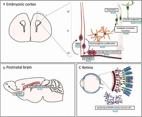 Figure 2. In vivo roles of Rnd proteins in the nervous system. A) Schematic of the murine embryonic cortex, showing the cellular events regulated by Rnd proteins. Neural stem cells (NSCs, in red) are attached to one another in the ventricular zone (VZ) by apically located adherens junctions. NSCs coordinate nuclear movement with the cell cycle in a process known as INM (interkinetic nuclear migration). Once NSCs start differentiating, they generate neuronal committed basal progenitors (in orange) that divide in the intermediate zone (IZ), away from the VZ. Basal progenitors and recently born neurons in this basal region exhibit multipolar morphology and transit to a bipolar shape (in green) before entering the cortical plate (CP) and migrate through locomotion to the pial surface. Nascent neurons establish their polarity while they migrate, with a trailing and a leading process that will finally develop into axon and dendrites, respectively. B) Scheme of the postnatal brain in a sagittal section. After proliferation of NSCs in the subventricular zone (SVZ) along the lateral ventricles, newborn neurons migrate to the olfactory bulb (OB) through the rostral migratory stream (RMS). C) Scheme of the eye and the retina, showing the different neuronal layers in the retina. Position of the amacrine cells (in purple) is regulated by Rnd3