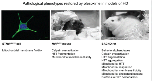 Figure 1. Overview of pathological phenotypes restored by olesoxime in models of HD. The effect of olesoxime on pathological phenotypes has been studied in 3 models of HD: the STHdhQ111 cell line, the HdhQ111 knock-in mouse and the BACHD rat.