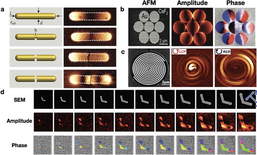 Figure 7. Near-field distribution of sophisticated metallic antennas. (a) Near-field images of progressively loaded nanoantennas [Citation72], including continuous rod, thick metal-bridge rod, tiny metal-bridge rod and fully cut rod. The length of gold rods is 1550 nm and the incident wavelength is 9.6 μm. (b) Near-field amplitude and phase of Fano interference in symmetric heptamer structures composed by seven gold nanodisks at a wavelength of 9.3 μm [Citation73]. (c) Near-field distribution around Archimedean spiral antennas illuminated by left (LCP) and right (RCP) circularly polarized light [Citation52]. The incident wavelength is 9.3 μm. (d) Near-field intensity and phase maps of V-shaped antennas for different sizes [Citation74]. The nano-infrared images demonstrate near-field phase varies as a function of antenna size. (a) Reproduced with permission [Citation72]. Copyright 2009, Nature Publishing Group. (b) Reproduced with permission [Citation73]. Copyright 2011, American Chemical Society. (c) Reproduced with permission [Citation52]. Copyright 2015, American Chemical Society. (d) Reproduced with permission [Citation74]. Copyright 2015, American Chemical Society.