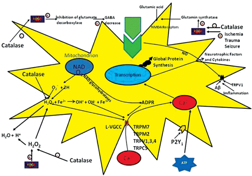 Figure 2.  Cells regulate intracellular Ca2+ levels lightly and excessive Ca2+ loads can lead to inappropriate activation of process that are normally operate at low levels, causing metabolic derangements and eventual cell death. For example, excesses elevations in intracellular Ca2+ may activate catalase degradation, induce formation of reactive oxygen species (ROS) or disrupt normal mitochondrial function leading to oxidative stress and bioenergetic failure. ATP acts on astrocytes, which express P2Y1 receptors, to increase the level of intracellular Ca2+. The Ca2+ rise stimulates the release of superoxide radical via activation of NADPH oxidase. In the presence of superoxide dismutase, superoxide radical is dismutased to H2O2 as a diffusible messenger might affect neighboring GABAergic terminals either directly or via dismutation into highly reactive hydroxyl radical (OH). The dismutation of H2O2 into OH is accelerated in the presence of divalent iron via the Fenton reaction. The action of ATP could be blocked either at the astrocyte level by specific P2Y1 receptor antagonists or by catalase, a potent ROS scavenger (Citation21). Excessive Ca2+ load, in particular via N-methyl-D-aspartate (NMDA) receptors, is toxic to neurons in neurodegenerative diseases. NMDA receptor-mediated Ca2+ entry triggers a neurotoxic signal cascade involving the activation of neuronal nitric oxide (NO) synthase, formation of the toxic ROS and NO and activation of the pro-apoptotic protein poly(ADP-ribose) polymerase (PARP-1). Antioxidants regulate Ca2+ influx into cytosol by inhibition of ROS. Sustained depolarization of mitochondrial membranes and enhanced ROS production activates transient receptor potential (TRP) channels such as TRP melastatin 2 (TRPM2), TRP vanilloid (TRPV), TRP cononcial (TRPC) and voltage gated Ca2+ channels (VGCC) and Ca2+ influx increases by the activation of TRP via ROS. The molecular pathway may be a cause of neurological symptoms and represents a fruitful subject for further study.