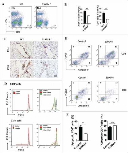 Figure 5. S100A4 potentiates CD8+ T cell survival. (A) Representative FACS data and (B) quantification of CD4+ T cells and CD8+ T cells in the liver of WT or S100A4−/− mice (treated with 2A weekly for 4 weeks) were detected by FACS, ##p < 0.01. (C) IHC staining for CD4+ and CD8+ in the liver tissue of WT and S100A4−/− mice. Scale bar, 50 μm. (D) CFSE-labeled CD4+ T and CD8+ T cells from the spleen were left unstimulated (left) or stimulated with anti-CD3 antibody (right) with or without soluble S100A4. T cell proliferation was analyzed by CFSE dilution. (E) and (F) CD4+ T and CD8+ T cells from spleen cells were stained with 7-AAD and Annexin V, and cells apoptosis was detected by FACS, ##p < 0.01.