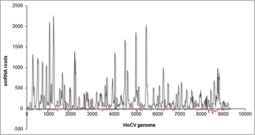 Figure 2. Mapping summary of vsRNA reads against HoCV-1 genomic RNA. The numbers of vsRNA reads mapped along the Y -axis and the HoCV-1 genomic RNA are represented across the X -axis. The gray colored peaks represent the positive-strand small RNAs while the red colored peaks represent the negative-strand small RNAs. This figure is adapted from Nandety et.,al 2013Citation23 with permission from Virology, Elsevier Limited. This is just one example, several publications describe the distribution of small RNA reads on different viruses.Citation22,24