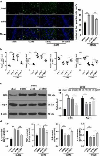 Figure 3. EZH2 silencing palliates neuroinflammation in depression rats by regulating microglia polarization. (a) Positive rate of iba-1 analyzed by immunofluorescence. (b) mRNA levels of iNOS, CD16, Arg-1 and CD206 detected by RT-qPCR. (c) Protein levels of iNOS and Arg-1 determined by Western blot analysis. (d) Contents of IL-1β, TNF-α, IL-4 and IL-10 measured by ELISA. N = 6. The results in panels A, C and D were presented as mean ± standard deviation. One-way ANOVA was used to analyze the data in panels A, B and D. Two-way ANOVA was used to analyze the data in panel C. Tukey’s multiple comparisons test was applied for post hoc test. ** p < 0.01.