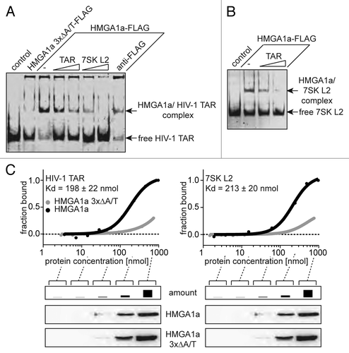 Figure 2. HMGA1a specifically interacts with HIV-1 TAR. (A) Electrophoretic mobility shift assays with Fam6-labeled HIV-1 TAR and immunopurified HMGA1a-FLAG. The TAR-binding activity of HMGA1a-FLAG (-) was compared with that of a mutant lacking DNA-binding activity (HMGA1a 3xΔA/T-FLAG) and TAR alone (control). Increasing amounts of non-labeled TAR and 7SK L2 RNA compete with labeled TAR for HMGA1a binding. Incubation with anti-FLAG antibody is capable of supershifting the HMGA1a-FLAG/TAR complex. (B) Fam6-labeled 7SK L2 RNA was incubated with immunopurified HMGA1a-FLAG in presence of increasing amounts of non-labeled HIV-1 TAR. The resulting complexes were analyzed in EMSAs. (C) Kd determination of HMGA1a complexes with HIV-1 TAR RNA and 7SK L2 RNA using microscale thermophoresis (MST). Fam6-labeled HIV-1 TAR or 7SK L2 RNA were incubated with increasing concentrations of immunopurified HMGA1a-FLAG compared with HMGA1a 3xΔA/T-FLAG and subsequently subjected to MST.