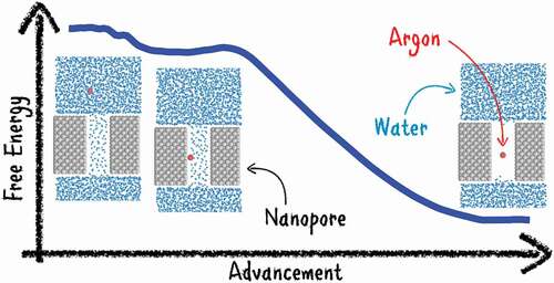 Figure 9. Illustration of the effect of a single hydrophobic particle on the dewetting of a model nanopore: the dewetting barrier is abated when an Argon atom enters the water-filled pore, thus accelerating the process of hydrophobic gating. Reproduced with permission from [Citation47]. Copyright 2020 American Chemical Society.