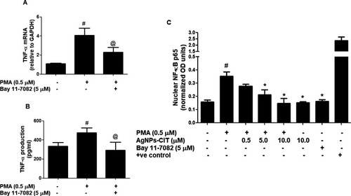 Figure 7 Effect of AgNPs-CIT and BAY on PMA-induced NF-κB pathway in MCF-7 cells. (A) Effect of BAY 11–7082 on PMA-induced TNF-α mRNA expression. #p<0.01 versus untreated MCF-7 cells, (B) Effect of BAY 11–7082 on PMA-induced TNF-α protein secretion in the culture medium of MCF-7 cells. @p<0.01 versus PMA alone treated MCF-7 cells, (C) Effect of AgNPs-CIT and BAY 11–7082 on PMA-induced NF-κB activation in the nuclear extract of MCF-7 cells. *p<0.05 versus PMA alone treated MCF-7 cells.