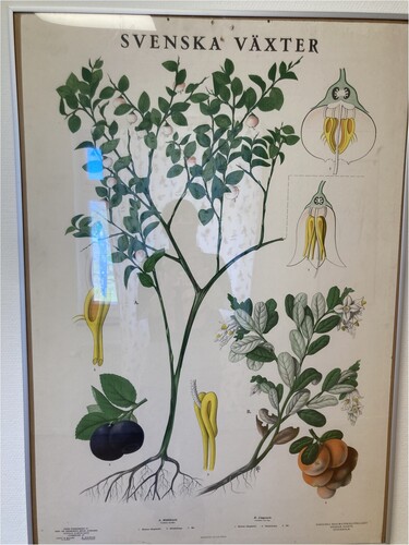 Figure 7. Example of a school poster photographed in a contemporary Swedish school, showing blueberries and lingonberries. (Photo credit: Åsa Ståhl).