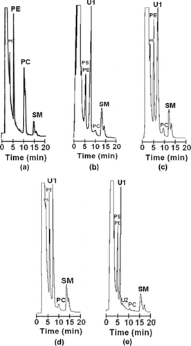 Figure 3 Normal phase HPLC chromatograms for phospholipids from a solution of commercially available markers (a); a water hemolysate (1:1 ratio of RBC/water) (b); a saline hemolysate (1:1 ratio of RBC/1 mM NaCl) (c); a buffer hemolysate (1:1 ratio of RBC/10 mM Tris/HCl pH 7.4) (d); an ultrasound hemolysate (e).