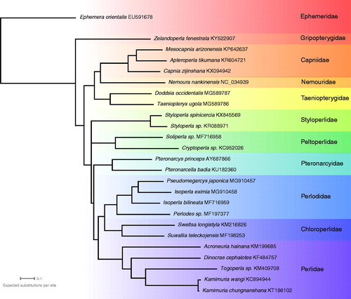 Figure 1. Bayesian mitogenome phylogenetic tree showing the divergence of Zelandoperla fenestrata (order: Antarctoperlaria) to all other published stonefly mitogenomes (all order: Arctoperlaria). Stonefly family listed to the right.