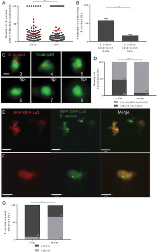 Figure 1. Staphylococcus aureus location within neutrophils changes from vesicular to cytosolic throughout infection. (A-B) Tg(mpx:eGFP)i114 larvae were injected at 1 dpf with 1500 cfu SH1000 mCherry S. aureus, and imaged at early (1–5 hpi) and late (24–28 hpi) time points. (A) Number of bacteria contained in neutrophils, with maximum 100 bacterial cells counted (whole larvae imaged, n = 11–13, Mann-Whitney test, ****p < 0.0001, ± SD). (B) Proportion of neutrophils containing bacteria (whole larvae imaged, n = 11–12, unpaired t-test, ****p < 0.0001, ± SEM) (C) Tg(mpx:eGFP)i114 larvae were injected at 1 dpf with 1500 cfu SH1000 mCherry S. aureus, and imaged at 3 h post-infection. Images were captured every 5 min for 12 h at multiple z planes to follow infected neutrophils over time (scale: 5 µm). (D-G) Tg(lyz:RFP-GFP-lc3)sh383 larvae were injected at 2 dpf with GFP S. aureus, and imaged in the CHT at 2 hpi, and ~26 hpi. (D) The proportion of infected or non-infected neutrophils at 2 hpi and 26 hpi (****p < 0.0001 Chi-Square test, n = 3, 17 2 hpi larvae, 11 26 hpi larvae). (E) S. aureus with Lc3 marking the entire vesicle (scale: 9 µm), demonstrating a vesicle. (F) S. aureus in the cytosol (scale: 9 µm). (G) Proportion S. aureus events observed within vesicles or cytosol at 2 hpi and 26 hpi (***p < 0.001, Fisher’s exact test, n = 3, 17 larvae at 2 hpi, and 11 larvae at 26 hpi)