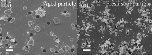 Figure 8. SEM images of aged soot (a) and fresh soot (b) collected at the University of Macao and a road site, respectively.