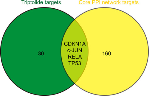 Figure 4 Venn diagram of triptolide targets and the core PPI network.