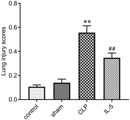 Figure 1. Effect of IL-5 on CLP-induced lung injury in rats