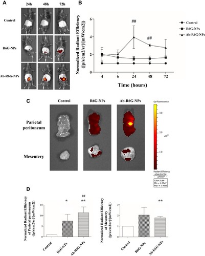 Figure 6 Ab-R6G-NPs displayed enhanced peritoneal targeting. C57BL/6 mice received intraperitoneal (i.p.) injection with nanoparticles conjugated with or without GPM6A antibody (R6G-NPs/Ab-R6G-NPs). Mice received i.p. instillation of PBS as a control group. Parietal peritoneum and mesentery samples were taken 72 hrs after the first i.p. injection. (A) In vivo imaging system (IVIS) show that R6G fluorescence was observed in all mice in the Ab-R6G-NPs group significantly after 72 hrs of injection. (B) Normalized radiant efficiency of R6G fluorescence of panel (A). (C) Parietal peritoneum and mesentery show R6G fluorescence after 72 hrs of injection. (D) Normalized radiant efficiency of R6G fluorescence of panel (C). (Data are represented as mean ± SD, n≥3; **P<0.01, compared with the control group; *P<0.05, **P<0.01, compared with the control group; ##P<0.01, compared with the R6G-NPs group).