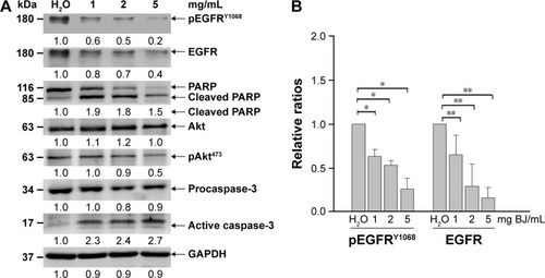 Figure 4 BJ induced apoptosis and reduced EGFR and pEGFRY1068 levels in H1975 cells. (A) Western blot analysis. The protein lysates from H1975 cells as treated with 1, 2, and 5 mg/mL of BJ extract for 12 hours were collected and used for Western blot analysis. The blots were incubated with various primary antibodies, including EGFR, phosphorylated EGFRY1068, Akt, phosphorylated AktS473, caspase-3, and PARP as specified, which were followed by HRP-conjugated secondary antibodies. GAPDH was used as loading control. The blots were visualized by ECL detection system. (B) Densitometric determination of EGFR and phosphorylated EGFRY1068 amelioration. The densitometric ratios of EGFR and phosphorylated EGFRY1068 in H1975 cells from Western blot analysis were obtained by first normalizing individual band intensity at each concentration to that of the loading control and compared with those of water treatment. The results were expressed as mean values of three independent experiments (*P<0.05, **P<0.01, unpaired Student’s t-test as compared with control water).