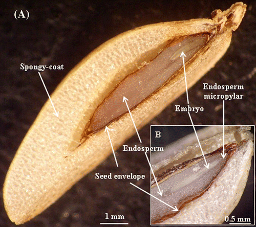 Fig. 1 Stereomicroscope micrographs of cross section of Crithmum maritimum mature fruit. (A) The mericarp is composed of a spongy outer coat, a secretory envelope, delimiting the large endosperm, and the rudimentary embryo. (B) A detailed view of the embryo region showing the endosperm micropylar and the embryo. Fig. 1 Micrographie réalisée suite à l’observation à la loupe binoculaire d’une coupe transversale du fruit de Crithmum maritimum: (A) Aspect général du fruit qui montre la graine entouré de l’enveloppe spongieuse et qui contient un large albumen et un embryon de taille réduite. (B) Détail de la partie embryonnaire montrant l’albumen micropylaire et l’embryon.