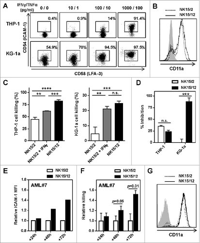 Figure 3. IFNγ-mediated upregulation of ICAM-1 on AML cells strengthens NK cell cytolytic activity. (A) Expression of ICAM-1 and LFA-3 on AML cell lines after 24 h culture with increasing concentrations of IFNγ and TNFα. (B) Expression profile of CD11a on NK15/2 and NK15/12 cells at the end of the culture process. Histograms from one representative HPC-NK cell donor out of 3 analyzed are shown. (C) Overnight THP-1 and KG-1a cell killing by NK15/2 versus NK15/12 cells, or NK15/2 cells in the presence of 1,000 pg/mL recombinant IFNγ (E:T ratio 3:1, mean ± SD). (D) Inhibition of HPC-NK cell killing in the presence of anti-ICAM-1 antibody (10 µg/mL). (E-G) Co-culture experiments of NK15/2 or NK15/12 cells with patient-derived primary AML cells performed at an E:T ratio 2:1 and in the presence of low dose IL-15 (5 ng/mL) for 24, 48, and 72 h. (E) Relative ICAM-1 expression level on AML cells and (F) relative killing (mean ± SD) of AML cells overtime upon co-culture with NK cells. The NK specific killing of AML cells was determined at each time point based on the number of surviving AML cells alone as described in the Materials and Methods section, and was depicted as relative killing compared to NK15/2 cells. (G) Expression of CD11a on HPC-NK cells upon co-culture with AML cells measured at 48 h. Data shown in (E-G) were obtained with AML#7 cells. Statistical analysis was performed using a one-way ANOVA (C) and Student t test (D, F), **P < 0.01, ***P < 0.001, ****P < 0.0001.