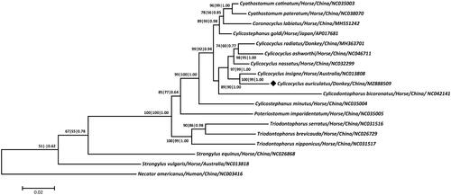 Figure 1. Phylogeny was inferred from maximum parsimony (MP), maximum-likelihood (ML) and Bayesian inference (BI) analyses based on concatenated amino-acid sequences of 12 mt protein-coding genes of C. auriculatus and other related nematodes. Numbers along the branches represent bootstrap values calculated from different analyses in the order: MP/ML/BI; values < 50% are not shown. The scale indicates an estimate of substitutions per site, using the optimized model setting. The solid black diamond represents the species in this study.