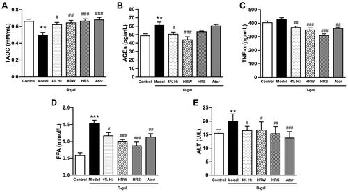 Figure 2 Effects of H2 on aging-related biomarkers in plasma of D-gal-induced aging mice. (A) TAOC, (B) AGEs, (C) TNF-α, (D) FFA, and (E) ALT levels. Data are expressed as mean ± SD (n = 10). **P < 0.01, ***P < 0.001 compared with the Control group; #P < 0.05, ##P < 0.01, and ###P < 0.001 compared with the Model group.