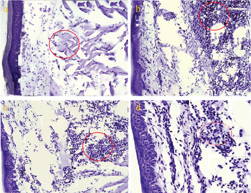 Figure 9. Immunostaining images showing the MPO activity.