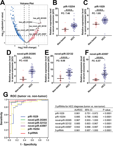 Figure 3 Five serum exosome-derived piRNAs could be robust biomarkers for diagnosing HCC. (A) The volcano diagram depicted the differential expression of serum exosome-derived piRNAs in HCC. Five significantly upregulated piRNAs (research candidates) are highlighted. (B–F) The expression levels of 5 serum exosome-derived piRNAs from 71 HCC patients and 24 non-tumour donors. (B) piR-15254; (C) piR-1029; (D) Novel-piR-35395; (E) Novel-piR-32132; (F) Novel-piR-43597. (G) The area under the receptor operated curve (AUROC) detected the values of 5 serum exosome-derived piRNAs on the diagnosis of HCC. **** was used to represent p value of < 0.0001, respectively.