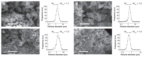 Figure 5 Microencapsulation of vitamin E acetate nanoemulsions: influence of the oil + surfactant/wall material weight ratio on microparticulate properties, morphology, and size distribution. Wall material is whey protein. Scale bar 10 μm.