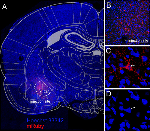 Figure 3 Synaptophysin was expressed in GABAergic cells of the central amygdala. The central amygdala of Gad1-iCre Long Evans rats was infused with AAV1 containing pAAV hSyn FLEx mGFP-2A-Synaptophysin-mRuby. During this same surgery the central amygdala was infused with the shRNA viral construct. Image is from a representative rat infused with control shRNA and injected with no VZV. (A) Six weeks after infusion mRuby fluorescent signal (red) was detected within the central amygdala (CeA). White dotted line shows the borders of the central amygdala. Arrow points to the injection site (A and B). Enlarged image of synaptophysin positive cell (red, arrow) within the central amygdala is shown in (C). Hoechst 33342 stain of the nuclei from the same cell (arrow) is shown in blue (D). Bar= 100 µm.