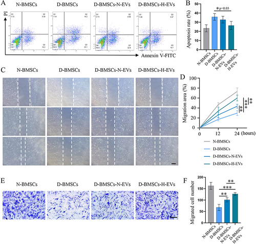 Figure 4 Diabetic BMSCs stimulated by H-EVs exhibited enhanced resistance to high glucose and improved migration ability. (A) The apoptosis of BMSCs exposed to high glucose environment was evaluated by the Annexin V/PI assay. (B) Quantitative analysis of cell apoptosis rate (n = 5). (C) representative scratch images of BMSCs after 12 and 24 hours of incubation (scale bar: 200 μm). (D) The migration area of BMSCs was calculated based on the scratch images (n = 5). (E) Cells migrated through the transwell membrane was dyed with crystal violet and (F) counted under a light microscope (n=6, scale bar: 100 μm).