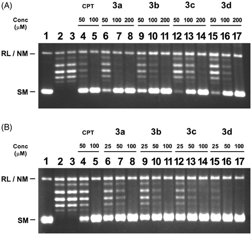 Figure 3. Inhibition of catalytic activity of LdTOP1LS by derivatives bis-naphthoquinone 3,3′-(arylmethylene)bis(2-hydroxynaphthalene-1,4 dione) analogs. (A) Relaxation of super coiled pBS (SK+) DNA with reconstituted LdTOP1LS at a molar ratio of 3:1. Lane 1, 90 fmol of pBS (SK+) DNA; lane 2, same as lane 1, but simultaneously incubated with 30 fmol of LdTOP1LS for 30 min at 37 °C; lane 3, same as lane 2, but in the presence of 2% (v/v) DMSO; lanes 4–5 same as lane 2, but in the presence of 50 and 100 µM of CPT, respectively; lanes 6–17 same as lane 2, but in the presence of 50, 100, 200 µM of compounds 3a, 3b, 3c and 3d, respectively. Positions of super coiled monomer (SM) and relaxed and nicked monomer (RL/NM) are indicated. (B) Preincubation of LdTOP1LS with respective inhibitors followed by the addition of DNA. Lane 1, 90 fmol of pBS (SK+) DNA; lane 2, same as lane 1, but the enzyme was pre-incubated with 2% (v/v) of DMSO; lanes 4–5, same as lane 2, but the enzyme was preincubated with 50 and 100 µM of CPT, respectively; lanes 6–17, same as lane 2, but the enzyme was preincubated with 25, 50, 100 µM of compounds 3a–e, respectively. Reactions were stopped by the addition of SDS to a final concentration of 0.5% and electrophoresed in 1% agarose gel.