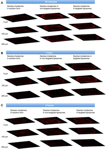 Figure 4 Qualitative evaluation of the permeability of non-targeted and targeted liposomal formulations in SKOV-3 spheroids.Notes: Confocal microscopy Z-stacking images comparing permeability of rhodamine-conjugated dextran (molecular weight 10 kDa) in aqueous solution and encapsulated liposomal form at various depths from the top of the spheroid, ie, 0 µm, 100 µm, and 200 µm at (A) 30 minutes, (B) 1 hour, and (C) 2 hours after administration of the fluorescent dye.