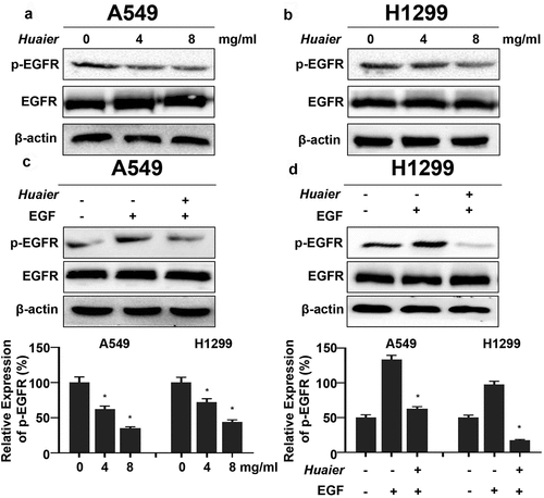 Figure 4. Huaier inhibits activation of EGFR. (a, b) Western blot was used to evaluate Huaier’s inhibitory effect on EGFR. β-actin was used as internal control. (c, d) A549 and H1299 cells were treated with Huaier and stimulated with EGF (25 ng/ml) for 20 min, then the western blot was applied to measure protein levels. Histograms of results (n = 3) are presented at the bottom. Data represents mean ± SD, *p < 0.05, n = 3. Uncropped western blot gels contained in Supplementary Material 4.
