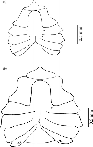 Figure 7. Armases rubripes. Ventral view of thoracic sternites of males and females: (a) female fifth juvenile and (b) male eighth juvenile.
