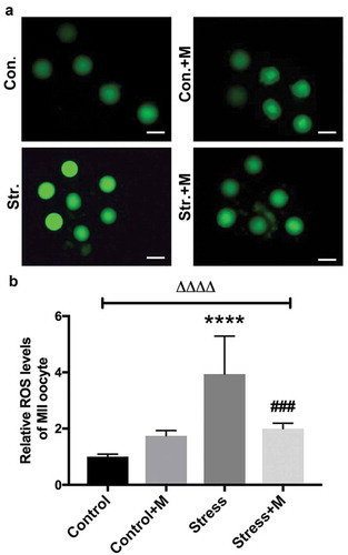 Figure 6. Effects of melatonin (m) and restraint stress on ROS level in MII oocytes. (a) Live oocytes were assessed for ROS, visualized as green fluorescence from control (Con.), control+M (Con.+M), stress (Str.) and stress+M (Str.+D) mice. (Bar = 100 μm). (b) ROS levels were quantified as the sum total of green fluorescence within each oocyte (n = 50 oocytes from five mice per group). All data are presented as mean ± SEM. ΔΔΔΔP < 0.0001 ANOVA; ****P < 0.0001 vs. control group; ###P < 0.001 vs. stress group. Control, non-stress treated with vehicle; Control+M, non-stress treated with melatonin; Stress, stress treated with vehicle; Stress+M, stress treated with melatonin.
