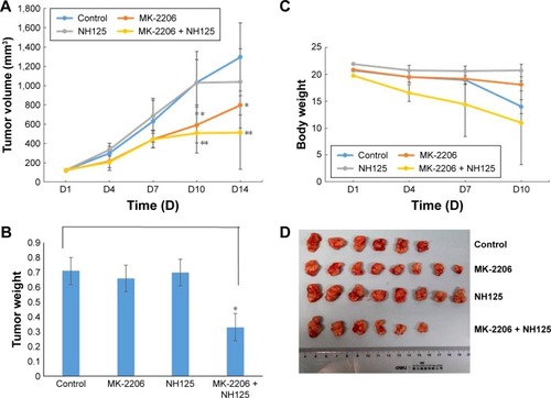 Figure 4 Combined treatment with MK-2206 and NH125 suppressed the growth of human CNE-2 xenografts in nude mice.