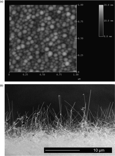 Figure 1. (a) AFM image (tapping mode) of Au nanoparticles on a silicon surface following anneal at 420°C. (b) SEM cross-section showing the nanowires resulting from a 15 min. growth on a similar Au nanoparticle film.