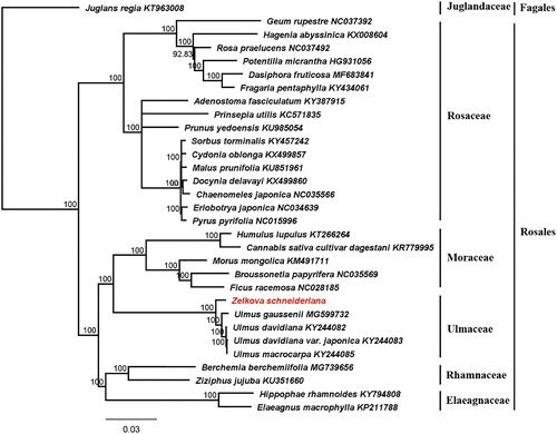 Figure 1. Phylogenetic topology of 30 species in Rosales based on cp genomes (the bootstrap values were listed on the branches).