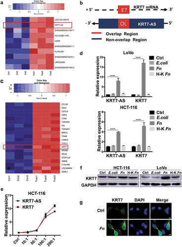 Figure 2. KRT7-AS/KRT7 expression is upregulated in Fn-treated CRC cells. (a) Heatmap of representative differentially expressed LncRNA between Fn-treated and PBS-treated LoVo cells (n = 3 per group, fold change>2, logCPM>2, FDR<0.05). (b) The schematic representation of KRT7-AS (ensemble gene transcript ENST00000546688, on the negative DNA strand) and KRT7 mRNA (ReSeq gene NM_005556, on the positive strand). E7 indicates seventh exon of KRT7 gene. Black arrows indicates transcription direction. “+” indicates the positive strand. “-” indicates the negative strand. (c) Heatmap of representative differentially expressed mRNA between Fn-treated and PBS-treated cells (n = 3 each, fold change>2, logCPM>2, FDR <0.05). (d) HCT-116 or LoVo were incubated with live or heat-killed Fn, E.coli or PBS for 24 h. The RNA expression level of KRT7-AS and KRT7 were analyzed by qRT-PCR. (d) HCT-116 cells were incubated with Fn in different multiplicity of infection (MOI) (10:1, 50:1, 100:1, 200:1) for 24 h and the expression level of KRT7-AS and KRT7 were analyzed by qRT-PCR. (f) HCT-116 or LoVo were incubated with live or heat-killed Fn, E.coli or PBS for 24 h. KRT7 protein was analyzed by Western blot. (g) HCT-116 were incubated with Fn or PBS for 24 h, immunofluorescence assay was conducted to show KRT7 protein in HCT-116 cells (scale bar = 50 μm). All data are shown as mean ± SD, **** p < .0001 (unpaired Student’s t test). Ctrl, control; Fn, Fusobacterium nucleatum.