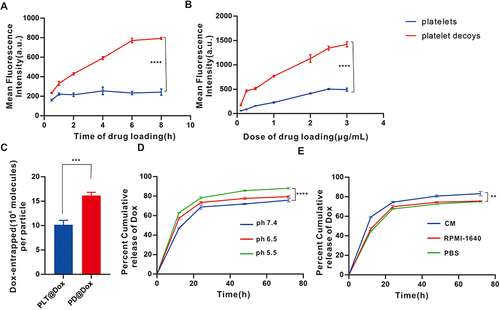 Figure 2 Loading and releasing of Dox. (A) Time-dependent uptake of Dox by platelets and decoys assayed through flow cytometry. (B) Dose-dependent uptake of Dox by platelets and decoys assayed through flow cytometry. (C) Loading efficiency of Dox by platelets and PDs determined by fluorescence spectrophotometry. (D) Comparison of the kinetics of Dox release at different pH levels (5.5, 6.5 and 7.4). (E) Comparison of the kinetics of Dox release in the presence of CM, RPMI-1640 and PBS. **P<0.01, ***P<0.001, ****P<0.0001.