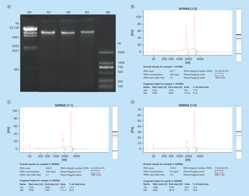 Figure 1.  Quality control of gDNA and totRNA.(A) Electrophoretogram of gDNA. Lane M1 represents marker λ-Hind III digest (Takara). Lane M2 stands for marker D2000 (Tiangen). Lane N1, N2 and N3 represent gDNA samples. (B), (C), (D) Agilent profiles of N1, N2, N3 totRNA samples, respectively.