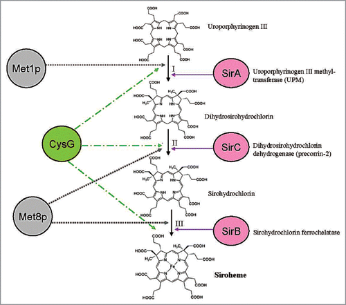 Figure 2 Siroheme biosynthesis from uroporphyrinogen III . The plant, yeast and bacterial enzymes are indicated. For details, see text.