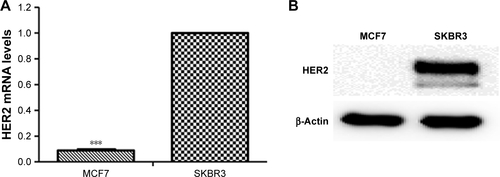 Figure S3 HER2 mRNA and protein expressions in SKBR3 and MCF7 breast cancer cell lines.Notes: (A) HER2 mRNA expression was quantified by quantitative reverse transcription polymerase chain reaction. Total RNA was extracted using TRIzol reagent (Thermo Fisher Scientific, Waltham, MA, USA), reverse transcribed using PrimeScript RT reagent Kit (TaKaRa, Dalian, People’s Republic of China) according to the manufacturer’s instructions, and amplified using SYBRPremix Ex Taq (TaKaRa). PCRs were performed in triplicate with the following conditions: 95°C/30 s, 40 cycles of 95°C/5 s, 60°C/15 s, and 72°C/10 s on a Stratagene MXP3000 cycler (Stratagene, La Jolla, CA, USA) and repeated at least three times. Relative mRNA levels were calculated using the −ΔΔCt method using β-actin as a control and expressed as 2−ΔΔCt. The primer pairs were as follows: β-actin-f/β-actin-r: CTGGGACGACATGGAGAAAA/AAGGAAGGCTGGAAGAGTGC; HER2-f/HER2-r: GCAGCTTCATGTCTGTGCC/ACAGAGACTCAGACCCTGGC. Mean ± SD values for three independent experiments are presented. Significant differences were determined using the Student’s t-test, ***P<0.001. (B) HER2 protein expression was analyzed by Western blotting. β-Actin was used as a protein loading control.